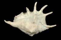 藏品(蜘蛛螺)的圖片